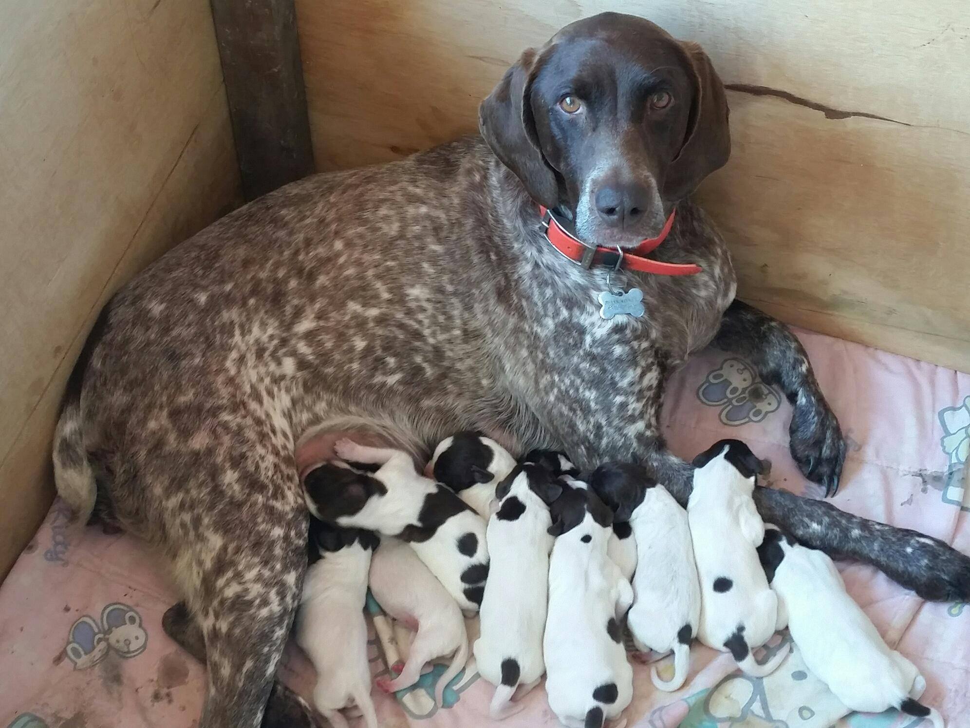 Bailey LItter Bailey LItter
