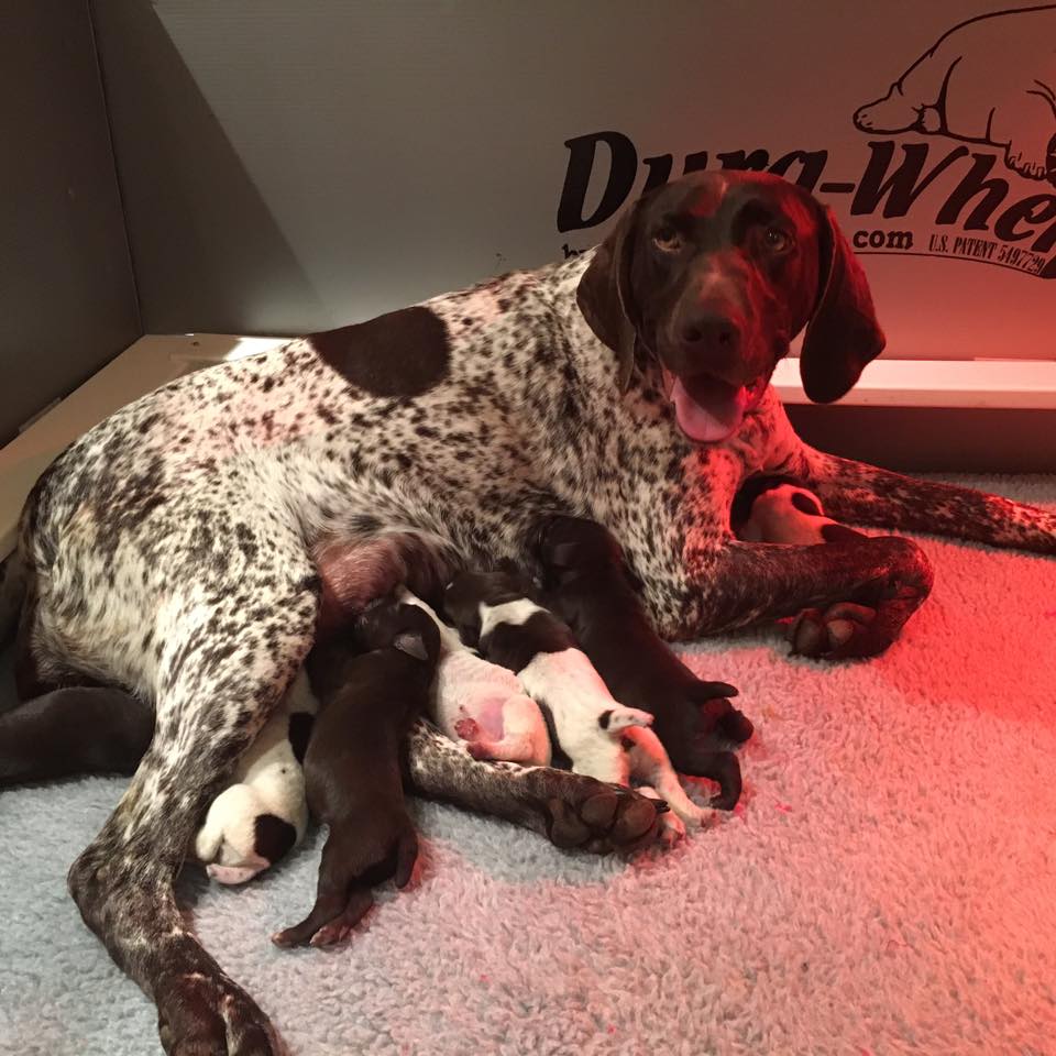 NW GSP Litter