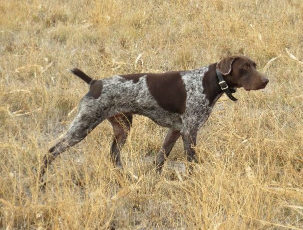 dog breed gsp