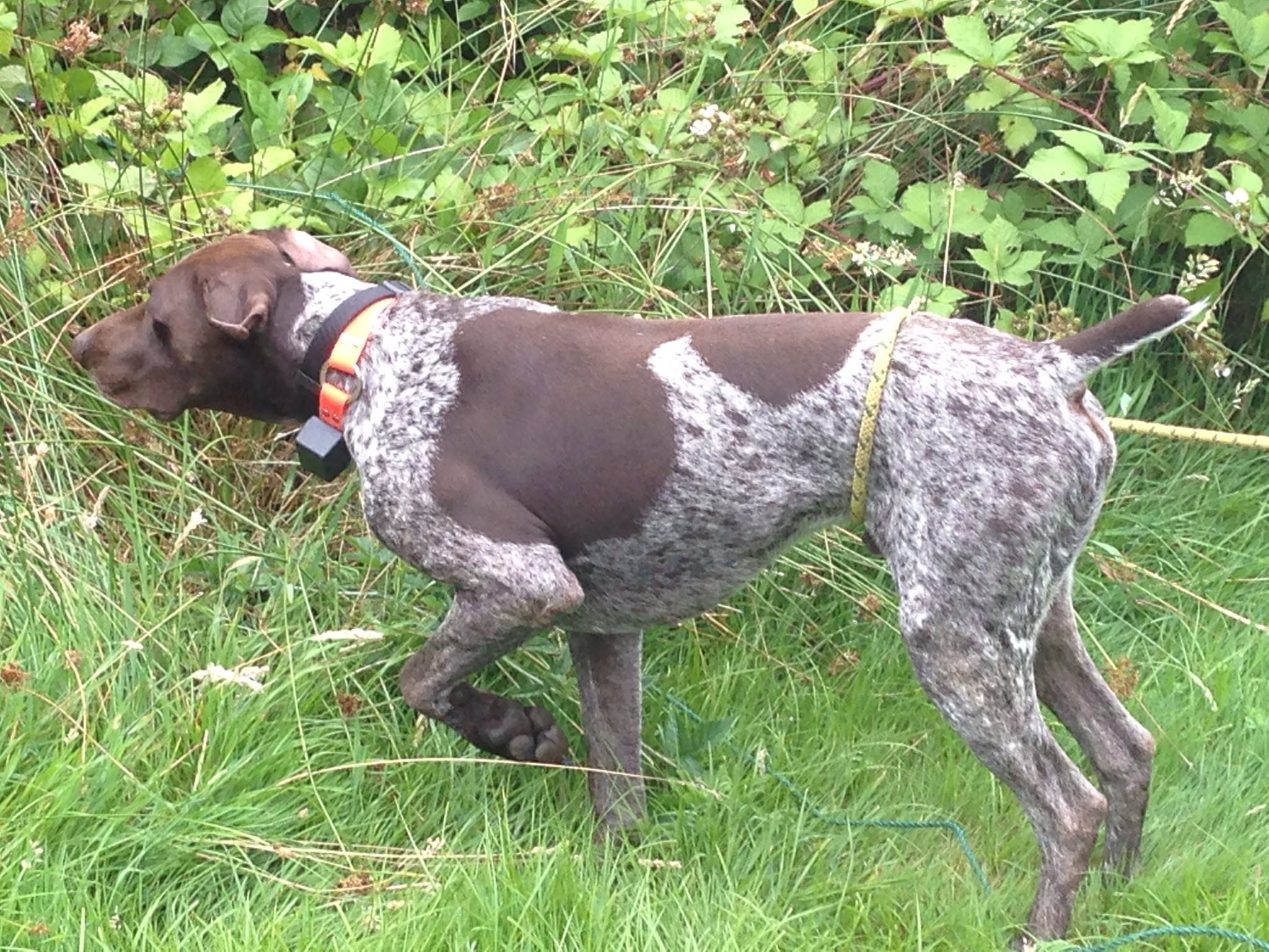 River Rein Kennels German Shorthaired Pointer Breeders Bird Dog