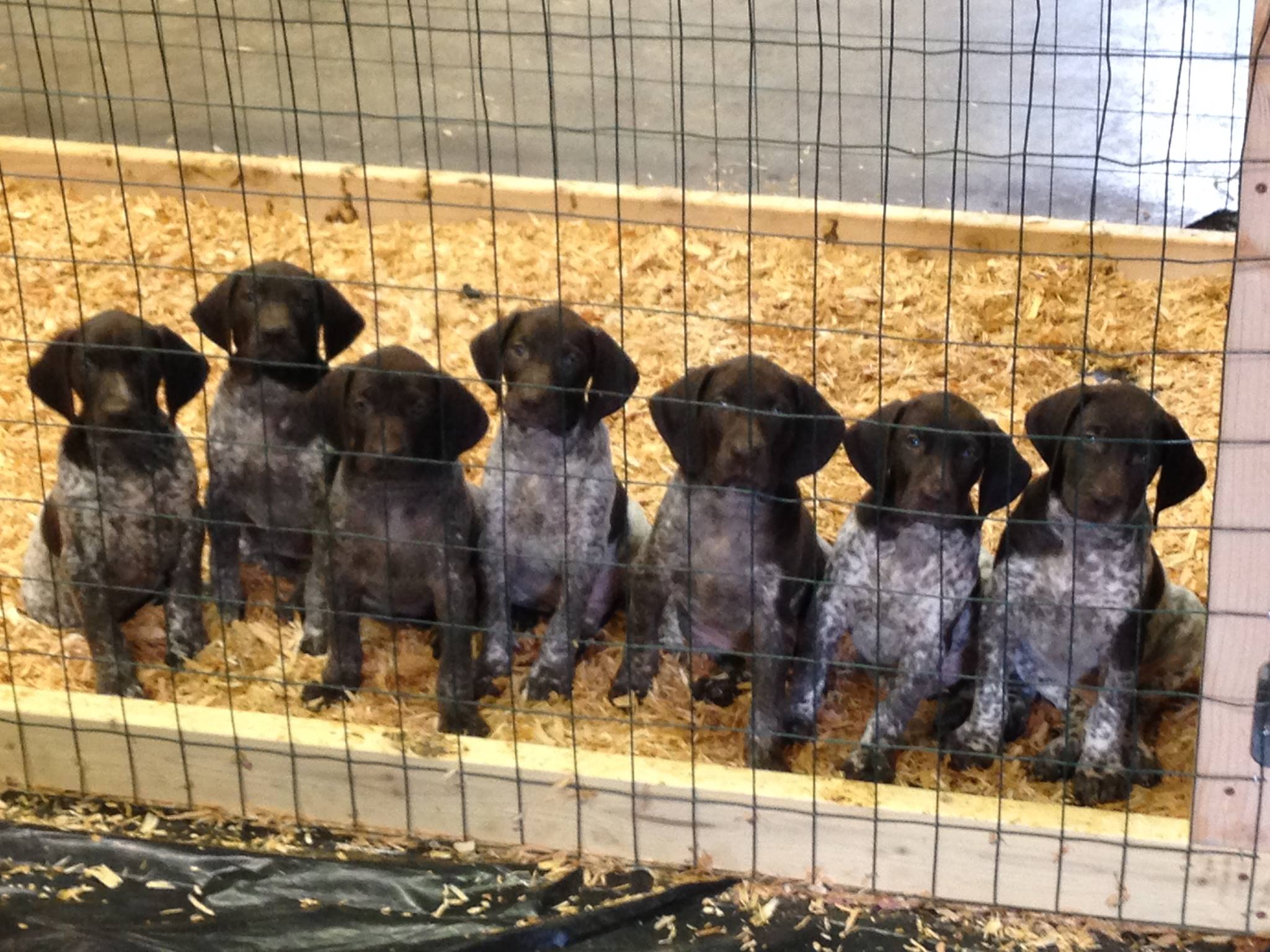 River Rein Kennels German Shorthaired Pointer Breeders Bird Dog