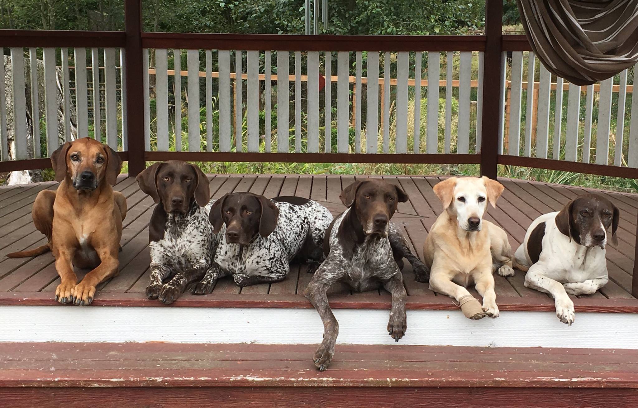 River Rein Kennels German Shorthaired Pointer Breeders Bird Dog