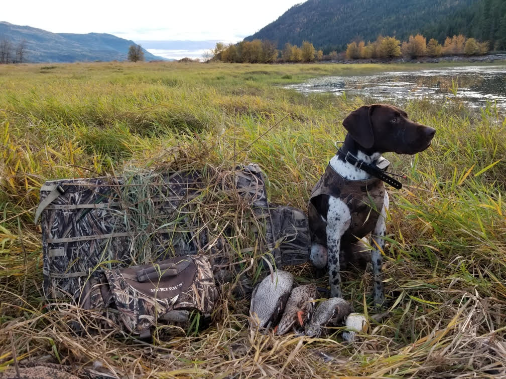 German Shorthair as a duck dog.