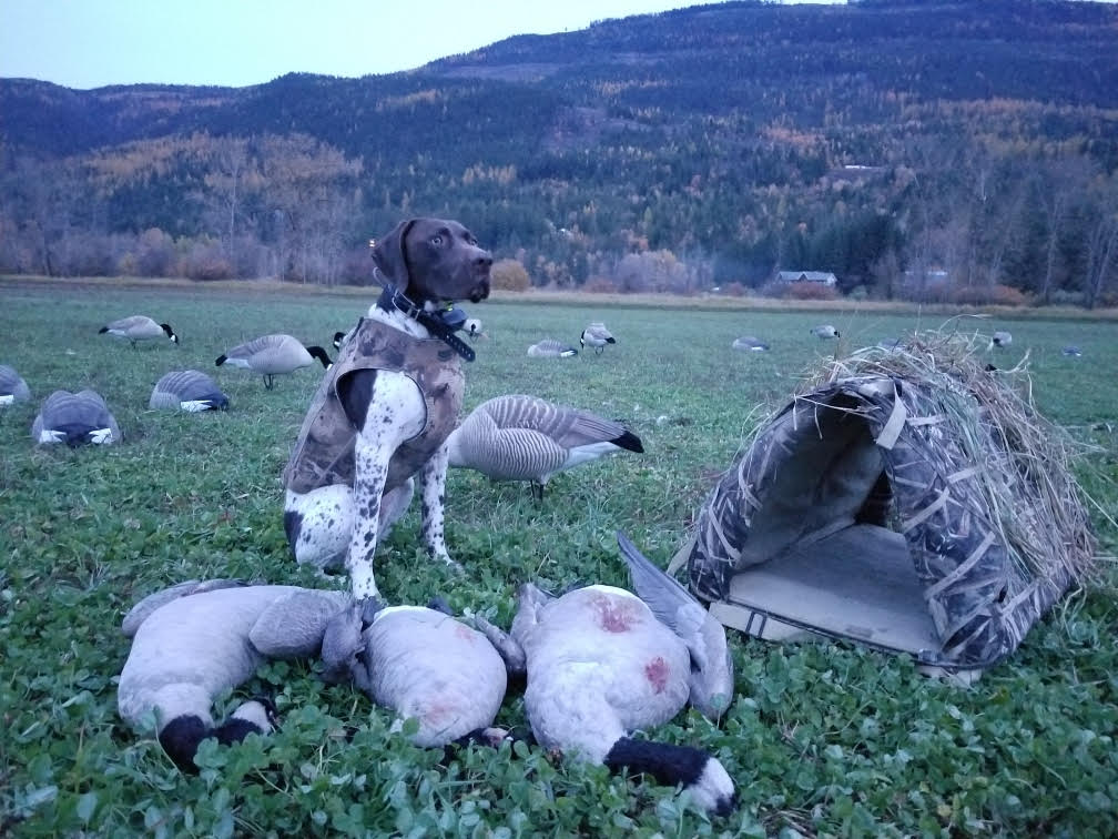 German Shorthair retrieving geese