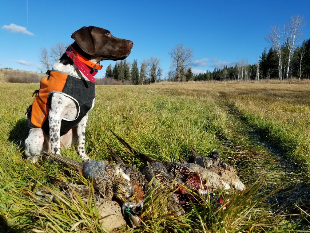 British Columbia Pheasant Hunting Pointer