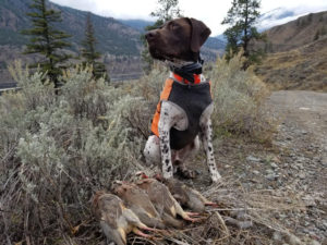 British Columbia Chukar Hunting Dog